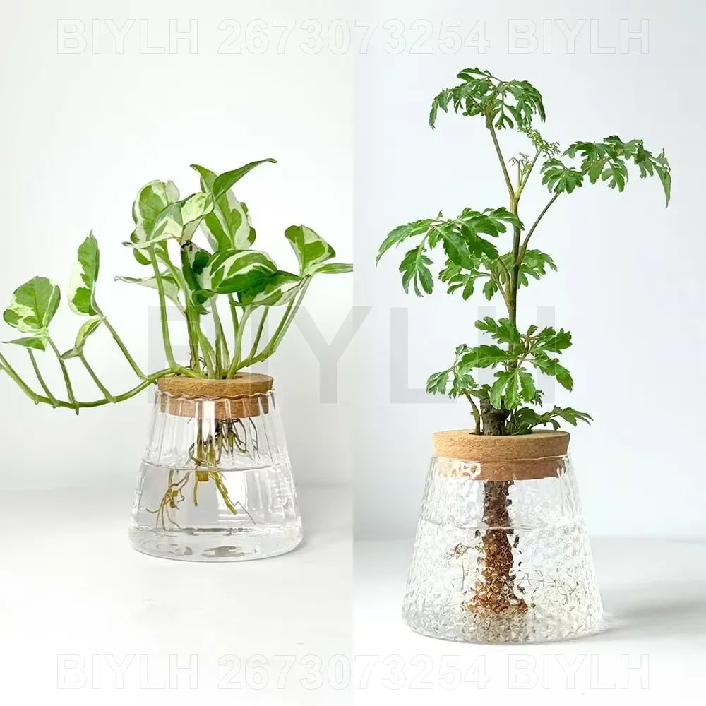 Set of 1 or 2 hydroponic glass flower pots with base tray—perfect for stylish home garden decor!