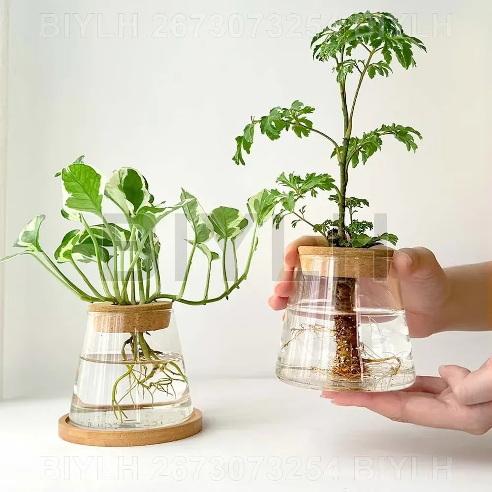 Set of 1 or 2 hydroponic glass flower pots with base tray—perfect for stylish home garden decor!