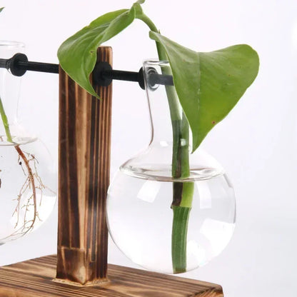Hydroponic Glass Vase Elegant Desktop Decor for Home or Office Plants