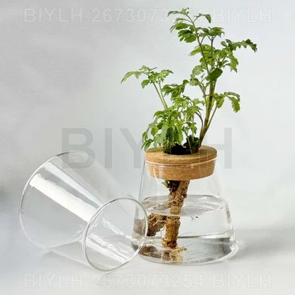 Set of 1 or 2 hydroponic glass flower pots with base tray—perfect for stylish home garden decor!