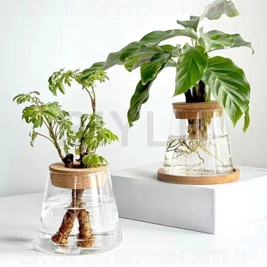 Set of 1 or 2 hydroponic glass flower pots with base tray—perfect for stylish home garden decor!